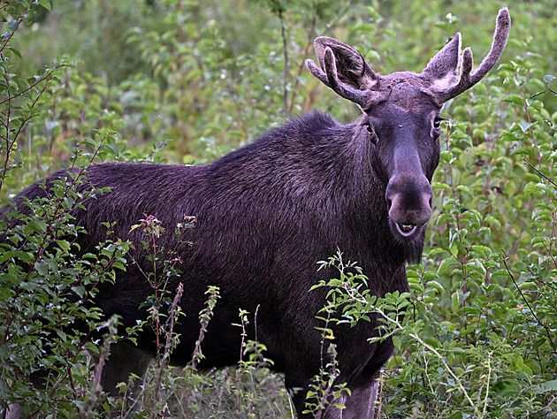 Tak přece. Losa Emila v Rakousku uspali a odvezli k Šumavě, málem vnikl na dálnici