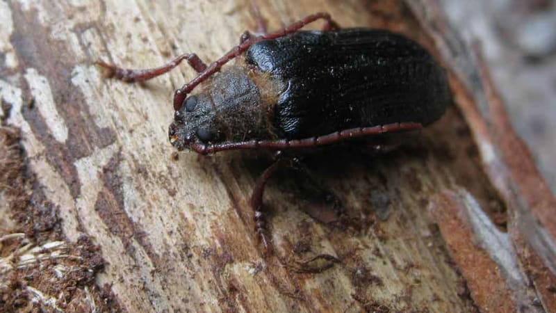 Vědci na Šumavě objevili vzácného brouka trnoštítce. Jedná se podle nich o prosperující populaci