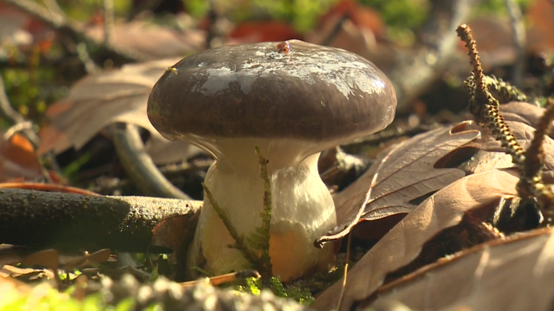 Houby v českých lesích stále rostou. Podívejte se, kam se vyplatí vyrazit s košíkem