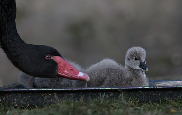 Mají nejdelší krk. V jihlavské zoo se vylíhly labutě původem od protinožců.