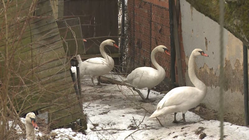 Zvrat v případu ukradených labutí z Vltavy: Ptáci zmizeli, u plotu jsou čerstvé stopy