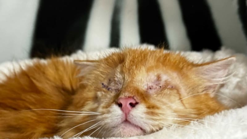 Neviděl, hladověl a trpěl: Věneček se pomoci dočkal na poslední chvíli