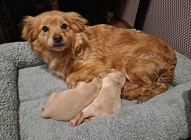 Krabici s fenkou a čerstvě narozenými štěňaty pohodil někdo v mrazu u lesa