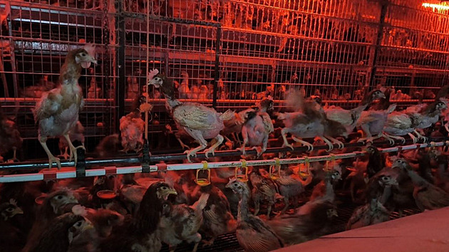 Červené světlo nonstop a kanibalismus. Tak vypadala krutá realita za „domácími“ vejci