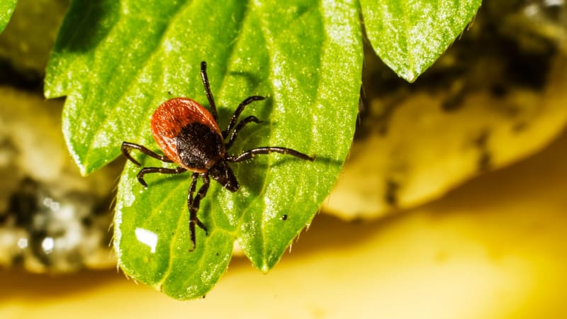 Mladík zemřel, když snědl klobásu. Na začátku tragédie stálo obyčejné klíště
