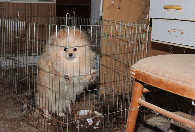 Zanedbaní psi trpěli mezi výkaly. Majitelka množírny dostala podmínku a pokutu