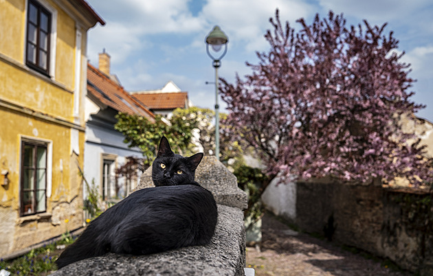 OBRAZEM: Jako za starých časů. Malebná ulička uprostřed Prahy rozkvetla do krásy