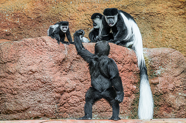 Velbloudice svá mláďata koušou, gorily si s nimi hrají, surikaťata mají chůváky