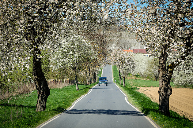 OBRAZEM: Bílá, kam se podíváte. Ovocné sady rozkvetly do krásy