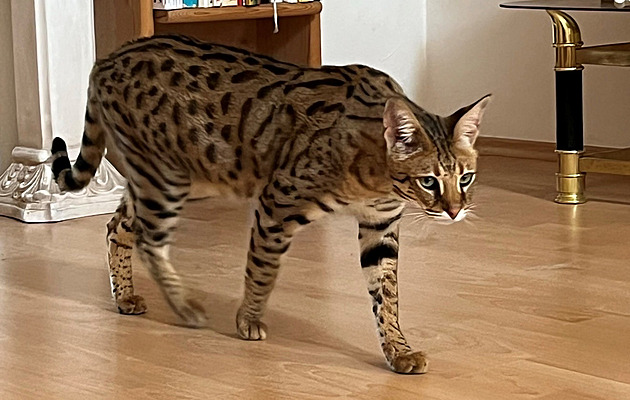 Serval je po pětidenním útěku doma, majitelé ho objevili vysoko na stromě