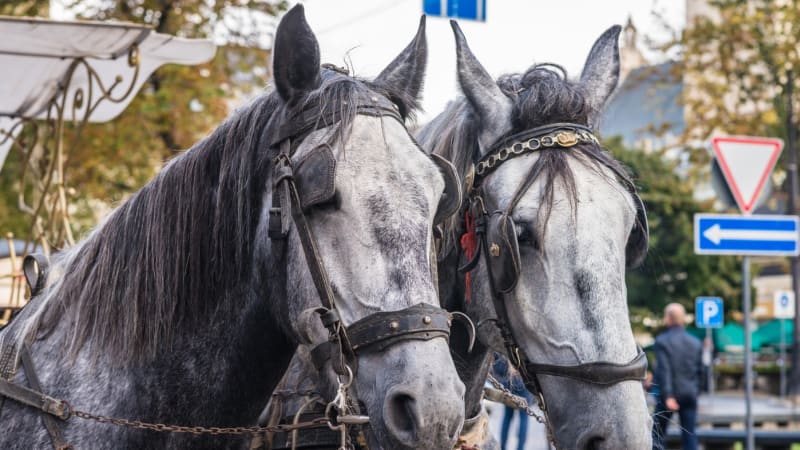 Divoký západ v Santa Fe. Koně z průvodu marně naháněly policejní majáky, poradil si až kovboj